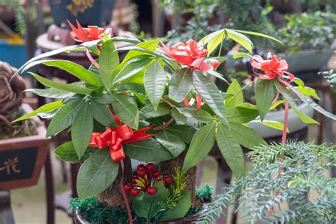 發財樹開花|發財樹會開花嗎？揭開這個美麗植物的秘密 – 植物盆栽綠寶典